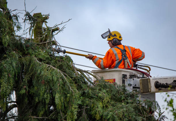 Trusted Tioga, TX Tree Care Experts